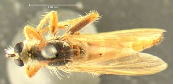 Media type: image;   Entomology 12755 Aspect: habitus dorsal view
